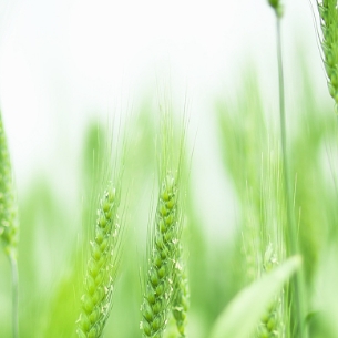 DataFocus Intelligent Search BI Smart IoT Solution - Smart Agriculture