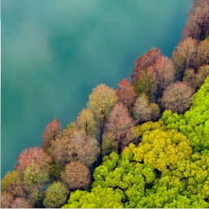 DataFocus Intelligent Search BI Intelligent IoT Solution - Intelligent Forestry