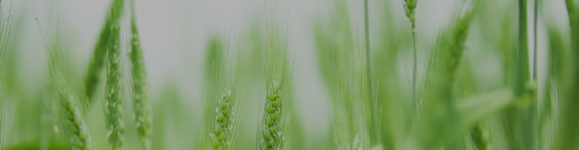 DataFocus Intelligent Search BI Smart IoT Solution - Smart Agriculture