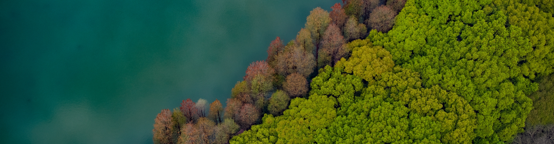DataFocus Intelligent Search BI Intelligent IoT Solution - Intelligent Forestry